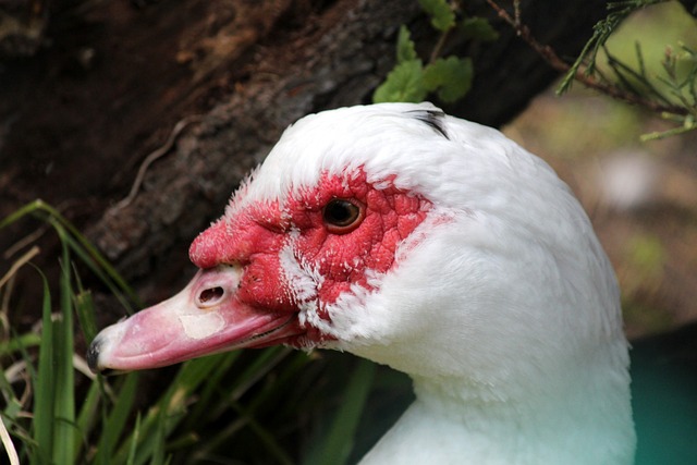他未必選擇 他未必選擇