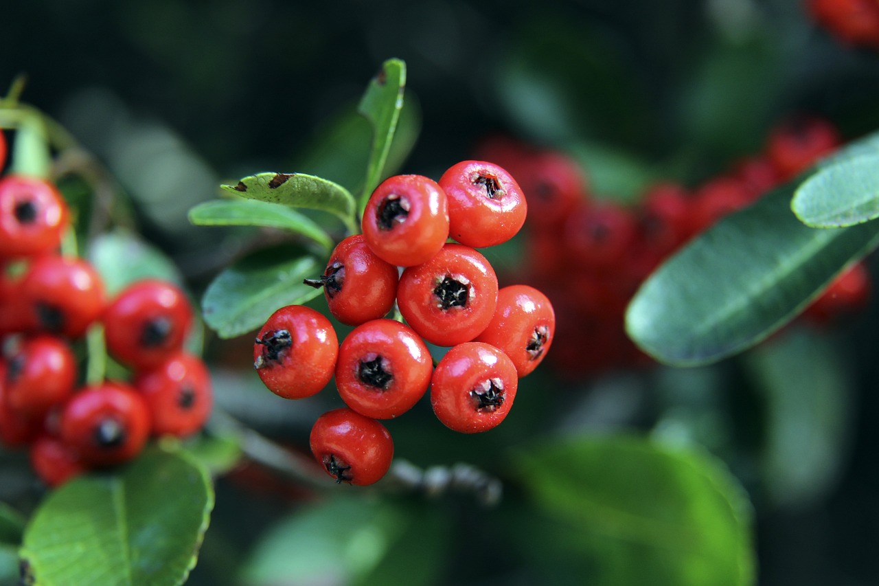 年西部联盟 年西部联盟